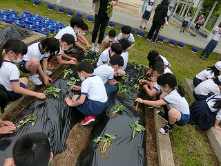 さつまいも植え