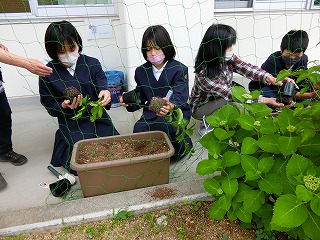 時計草を植えたよ