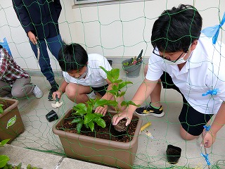 時計草を植えたよ