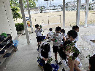 ミニトマトの苗を植えたよ