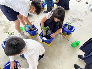 ミニトマトの苗を植えたよ