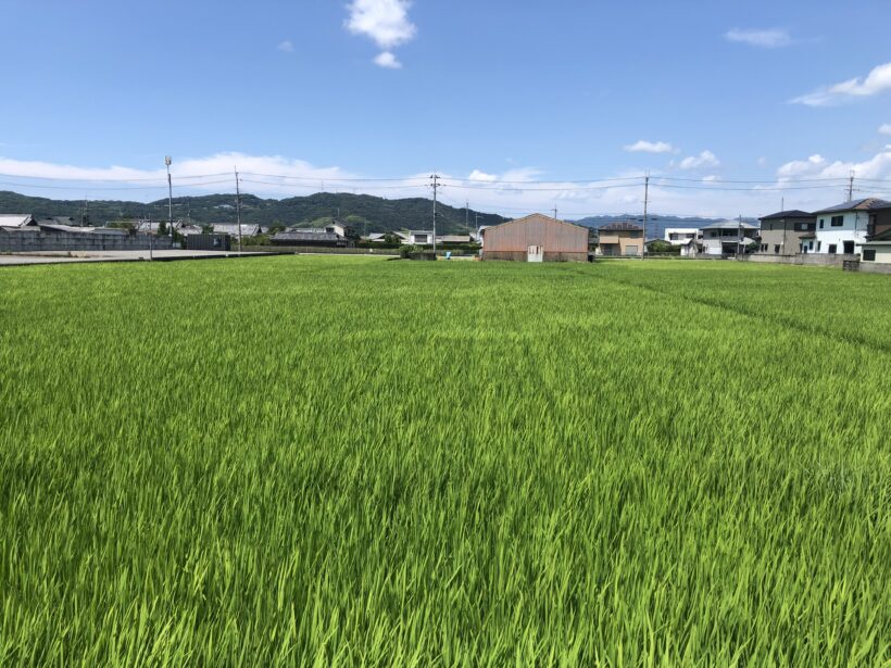 今日の東貴志小学校