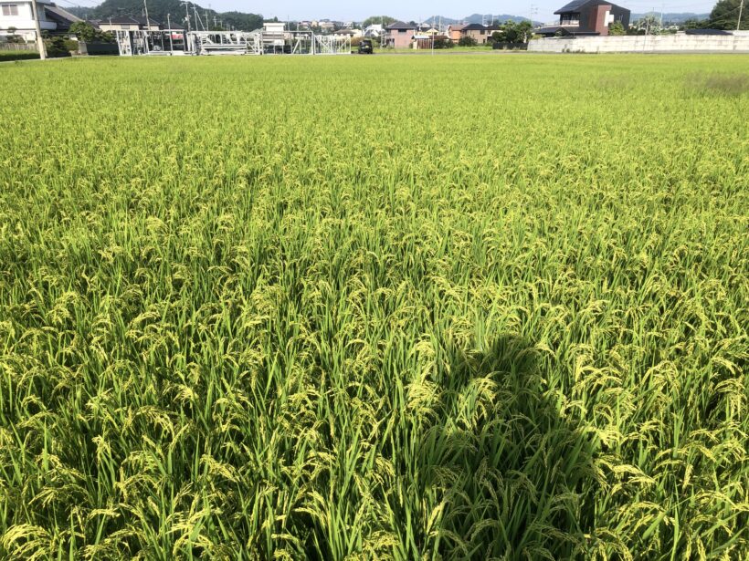 今日の東貴志小学校