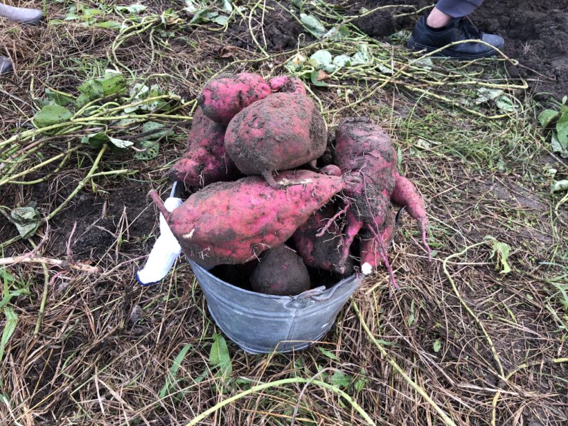 今日の東貴志小学校
