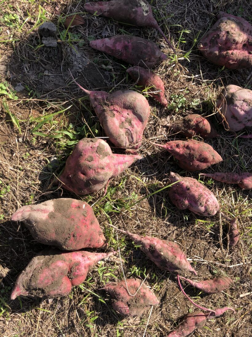 今日の東貴志小学校