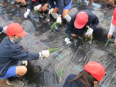 たまねぎ植え（４年）