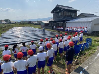 5年生　たまねぎの収穫