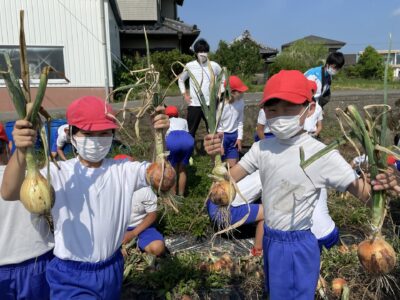 5年生　たまねぎの収穫