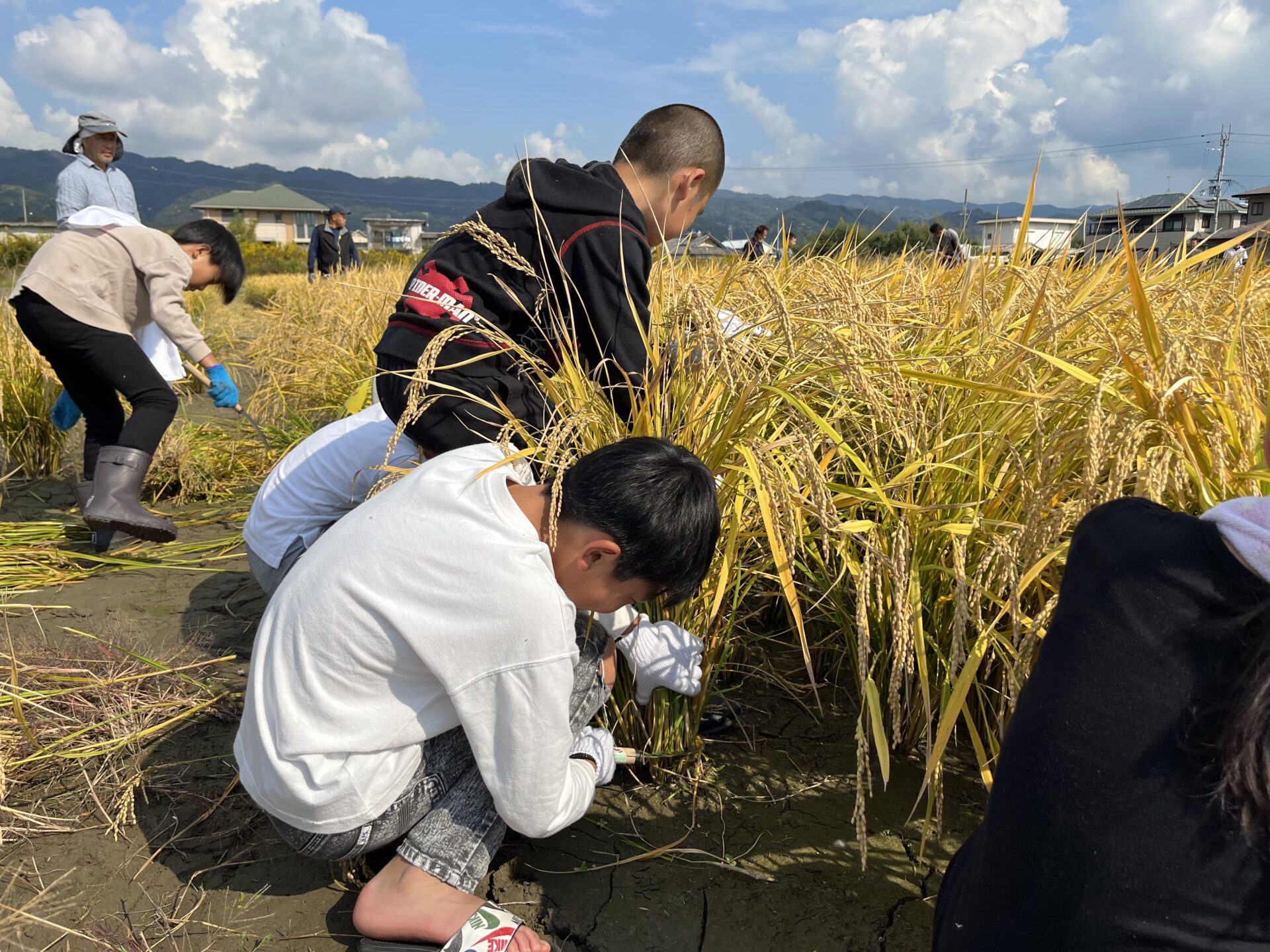 稲刈り（5年）