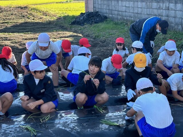 玉ねぎ苗植え（4年）