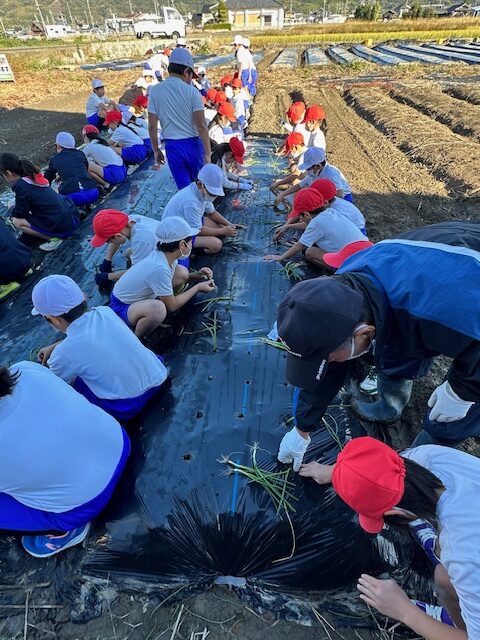 玉ねぎ苗植え（4年）