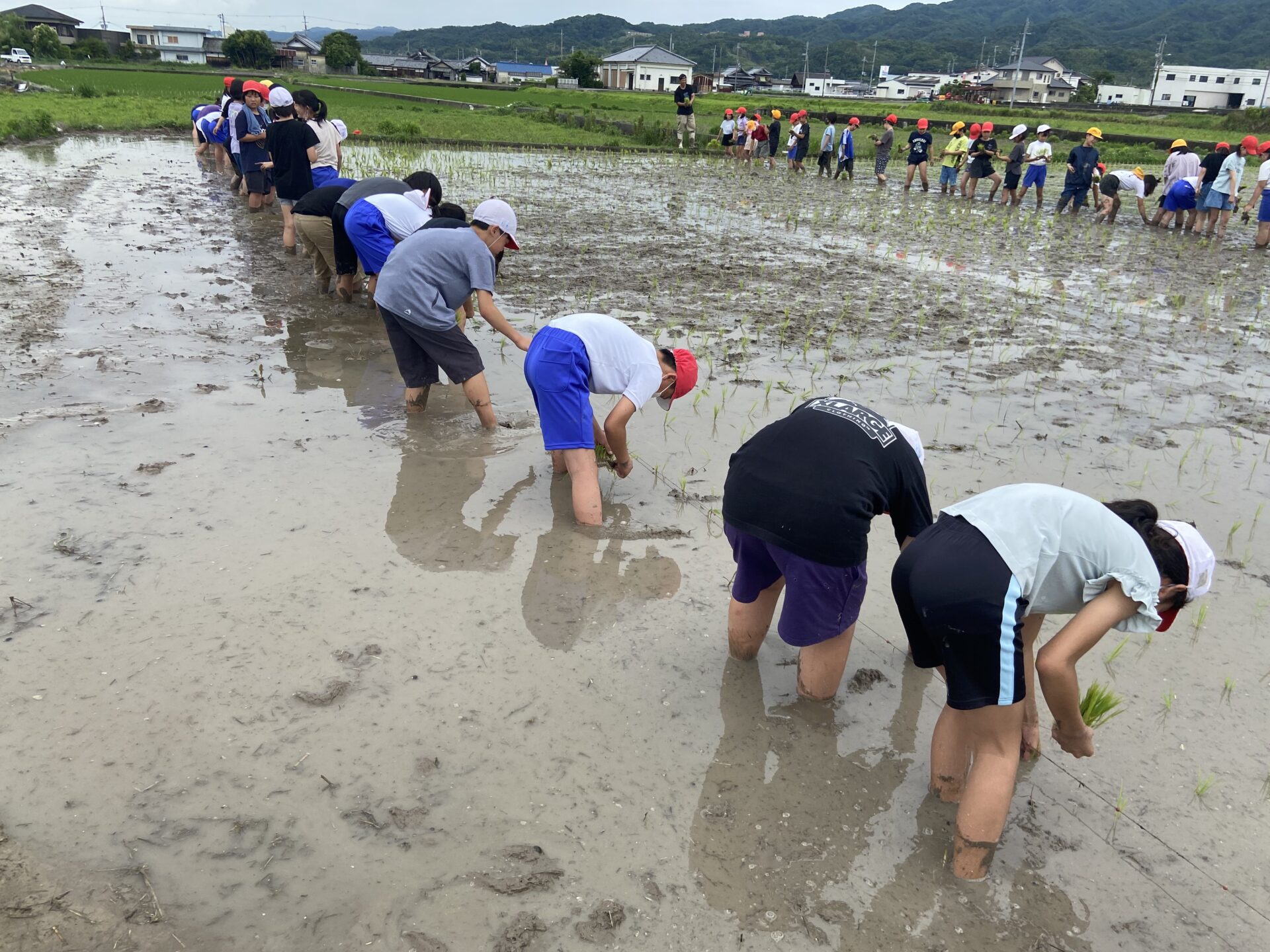 田植え(５年）