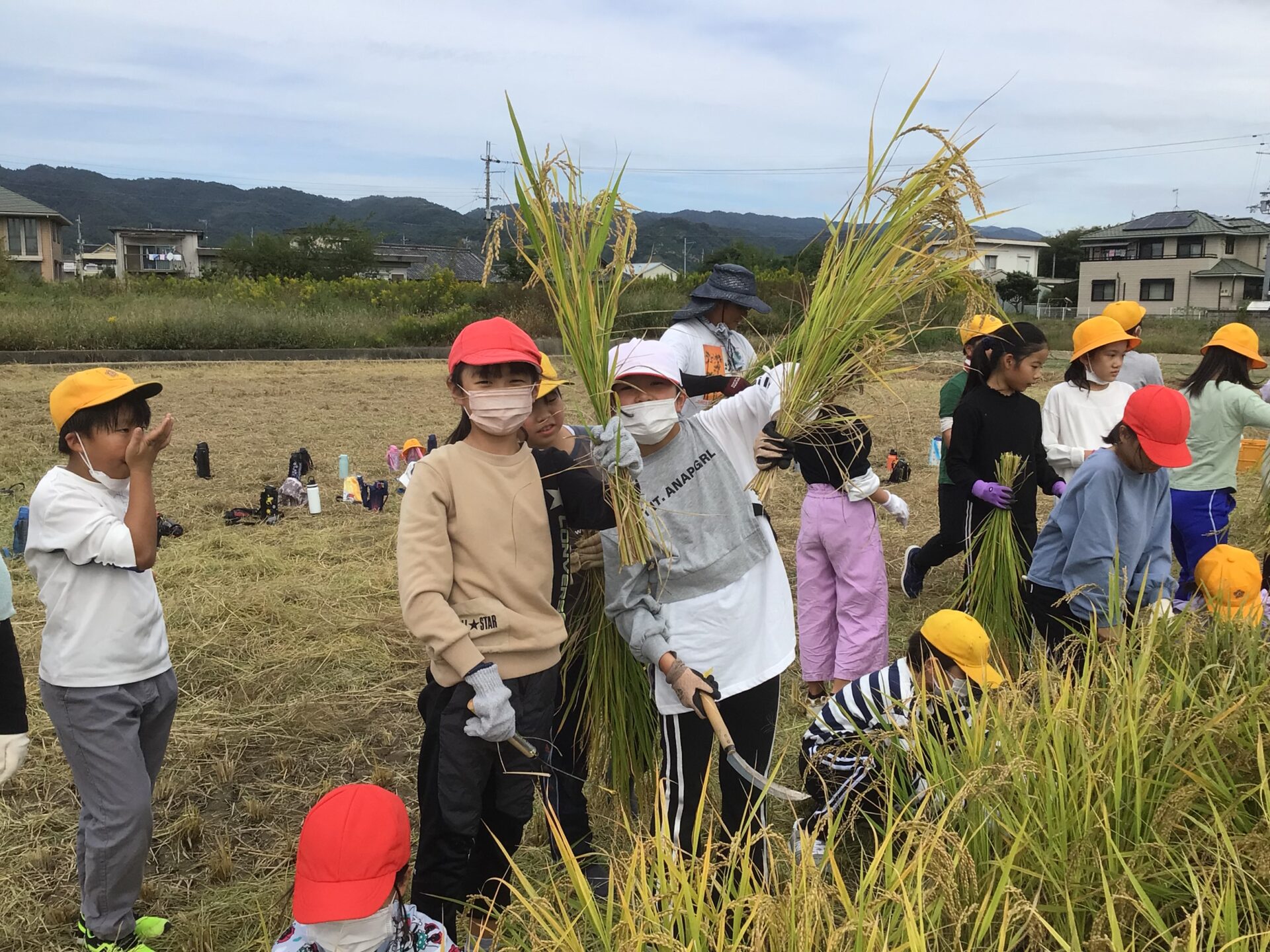 稲刈り（5年）