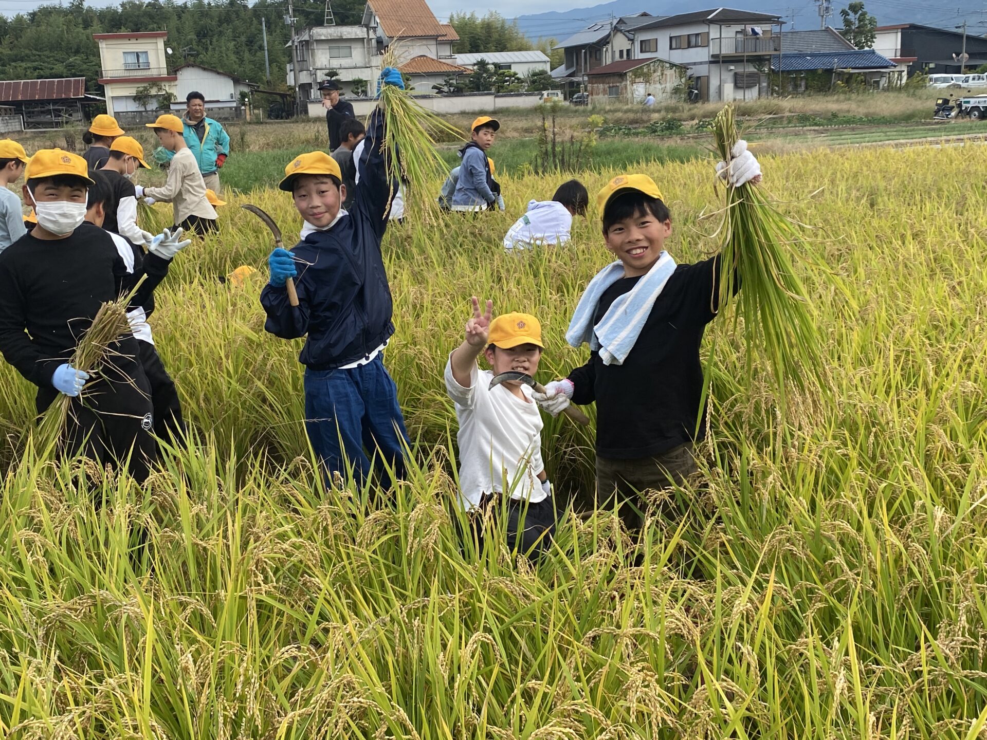 稲刈り（5年）