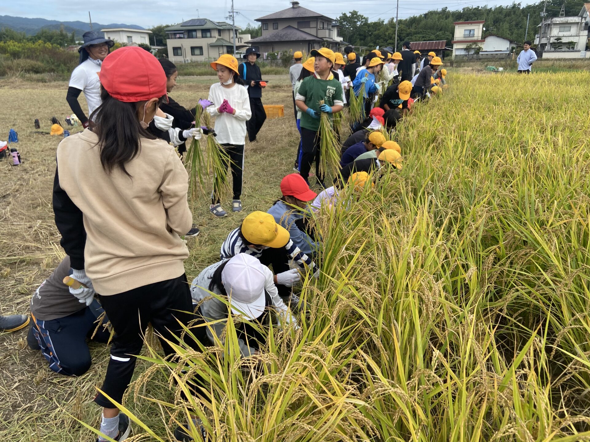 稲刈り（5年）