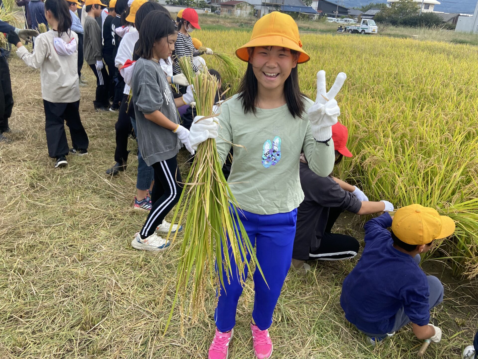 稲刈り（5年）