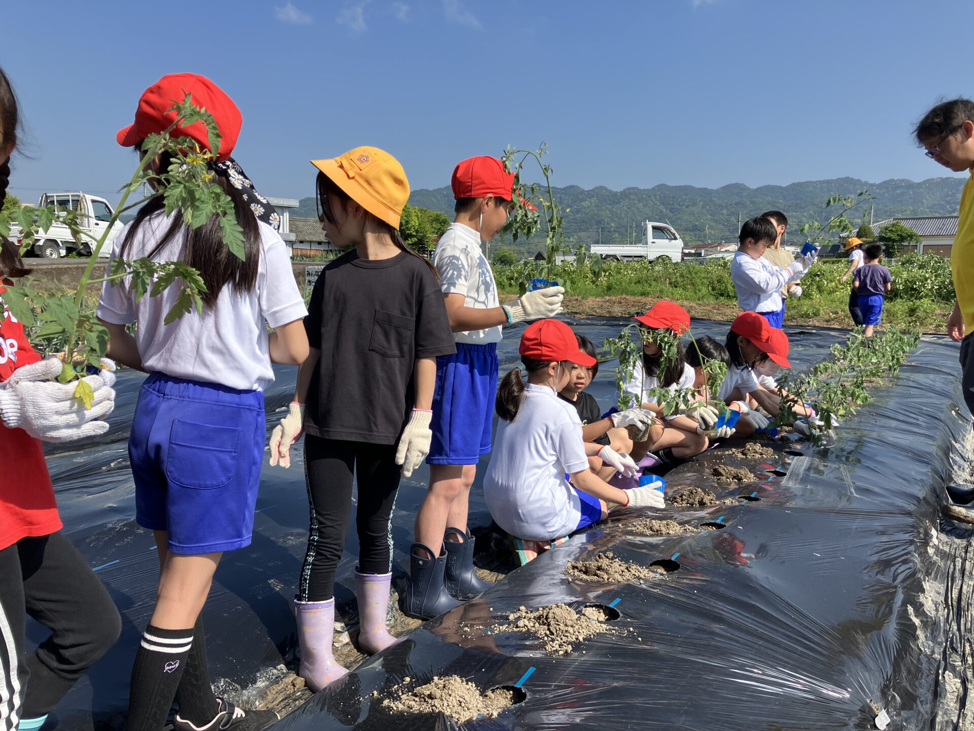 野菜の苗植え・玉ねぎの収穫