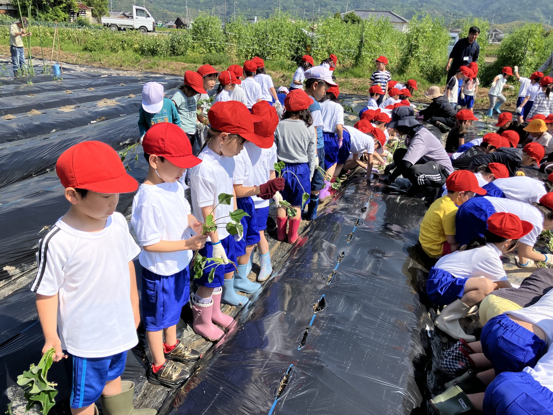 野菜の苗植え・玉ねぎの収穫
