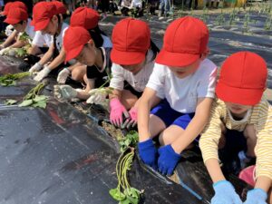 野菜の苗植え・玉ねぎの収穫