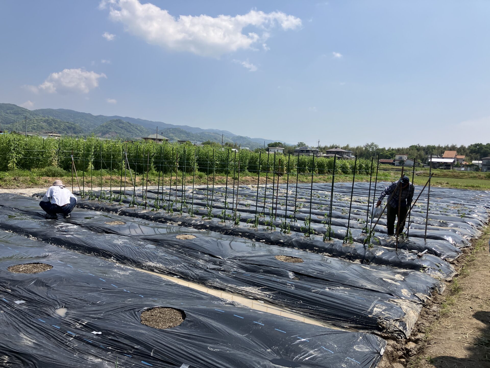 野菜の苗植え・玉ねぎの収穫