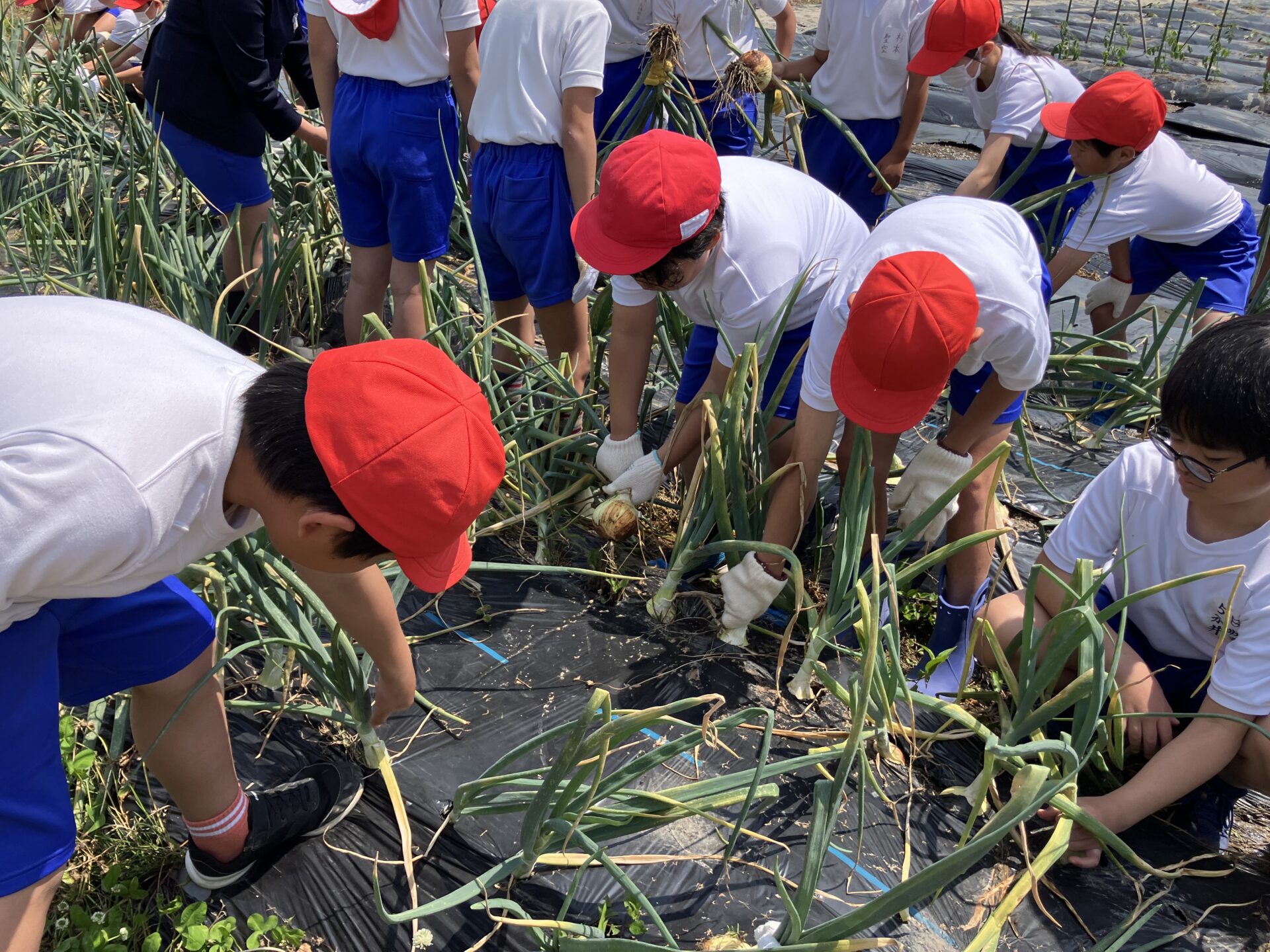 野菜の苗植え・玉ねぎの収穫