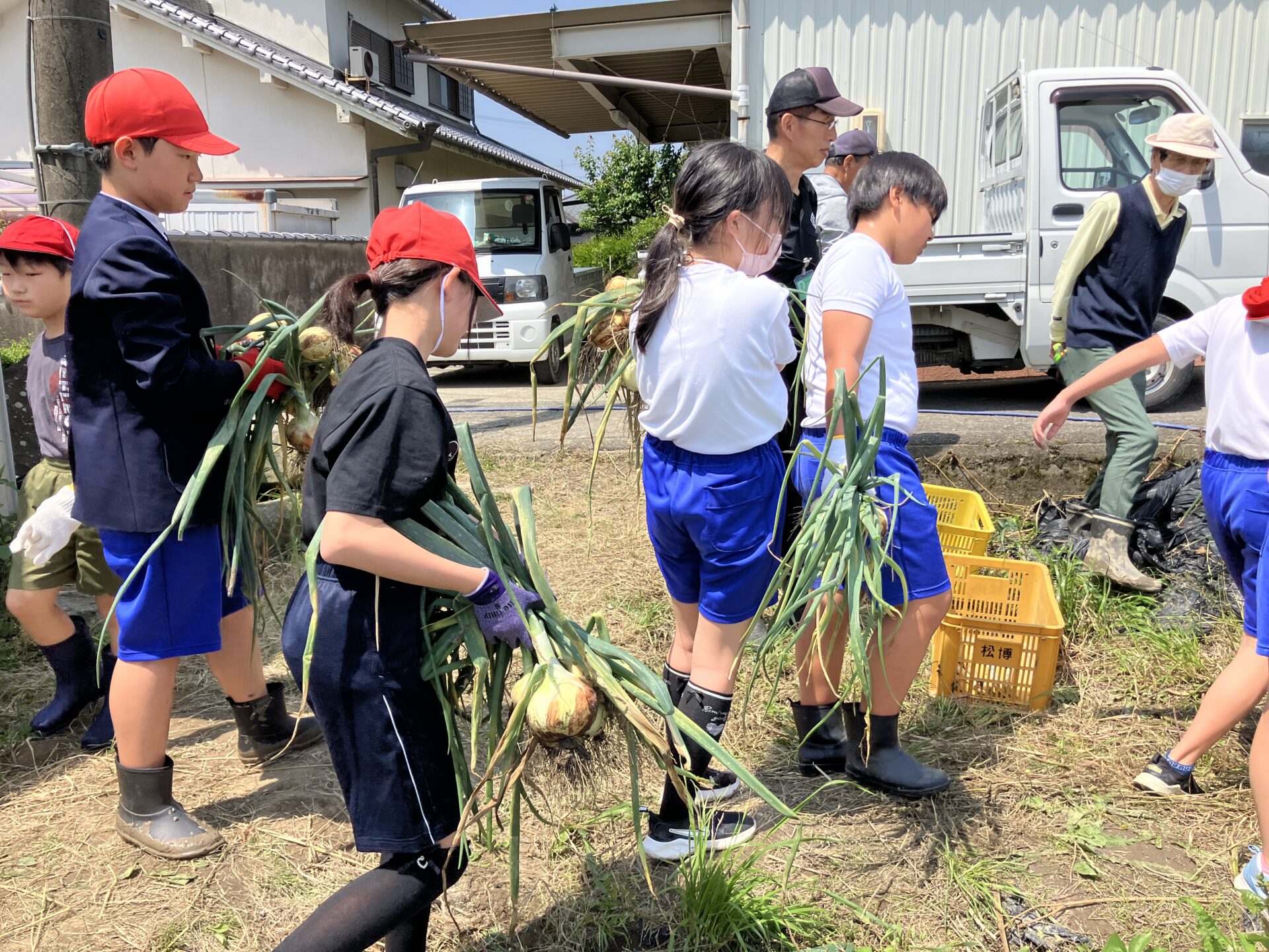野菜の苗植え・玉ねぎの収穫