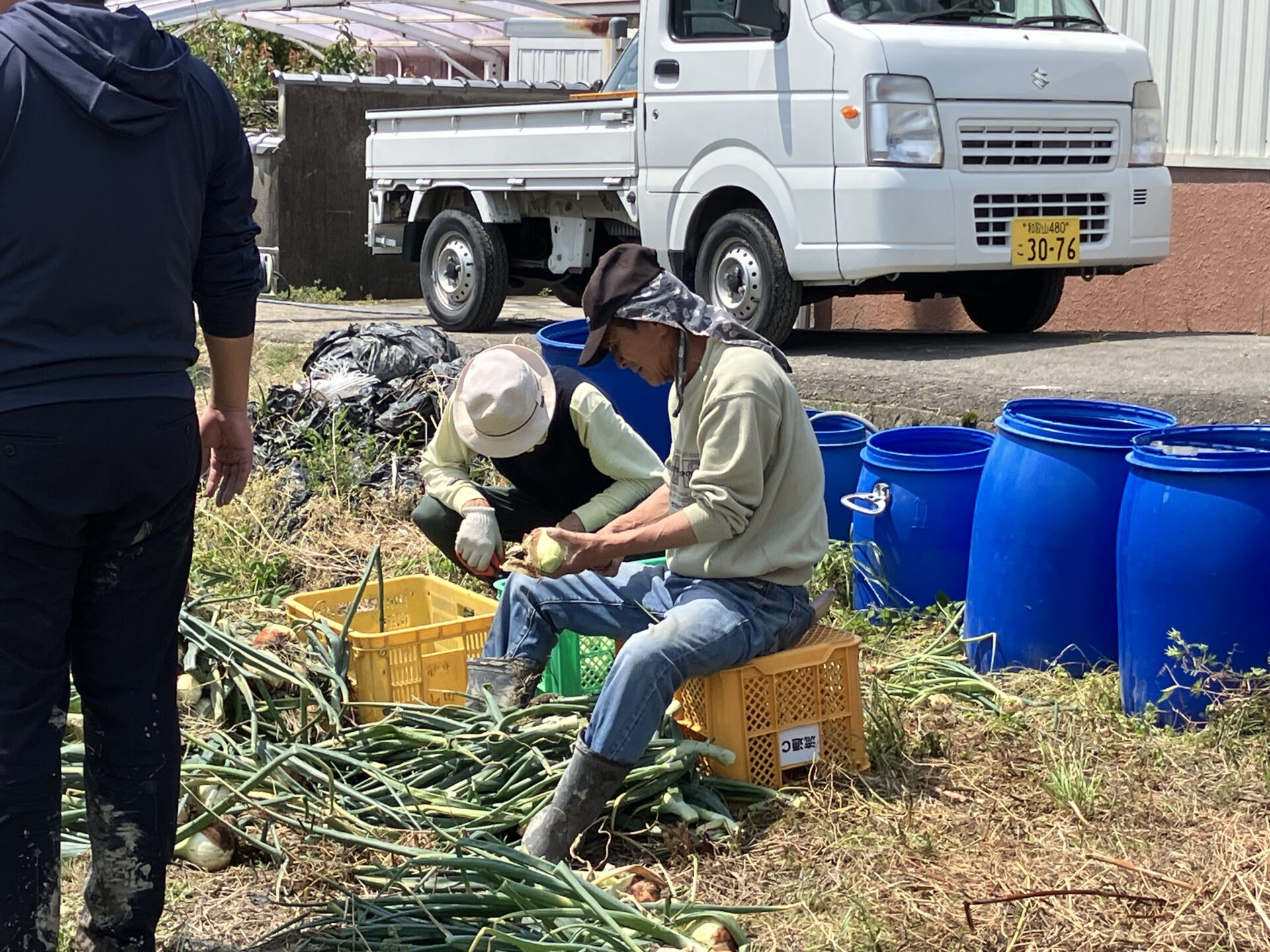 野菜の苗植え・玉ねぎの収穫