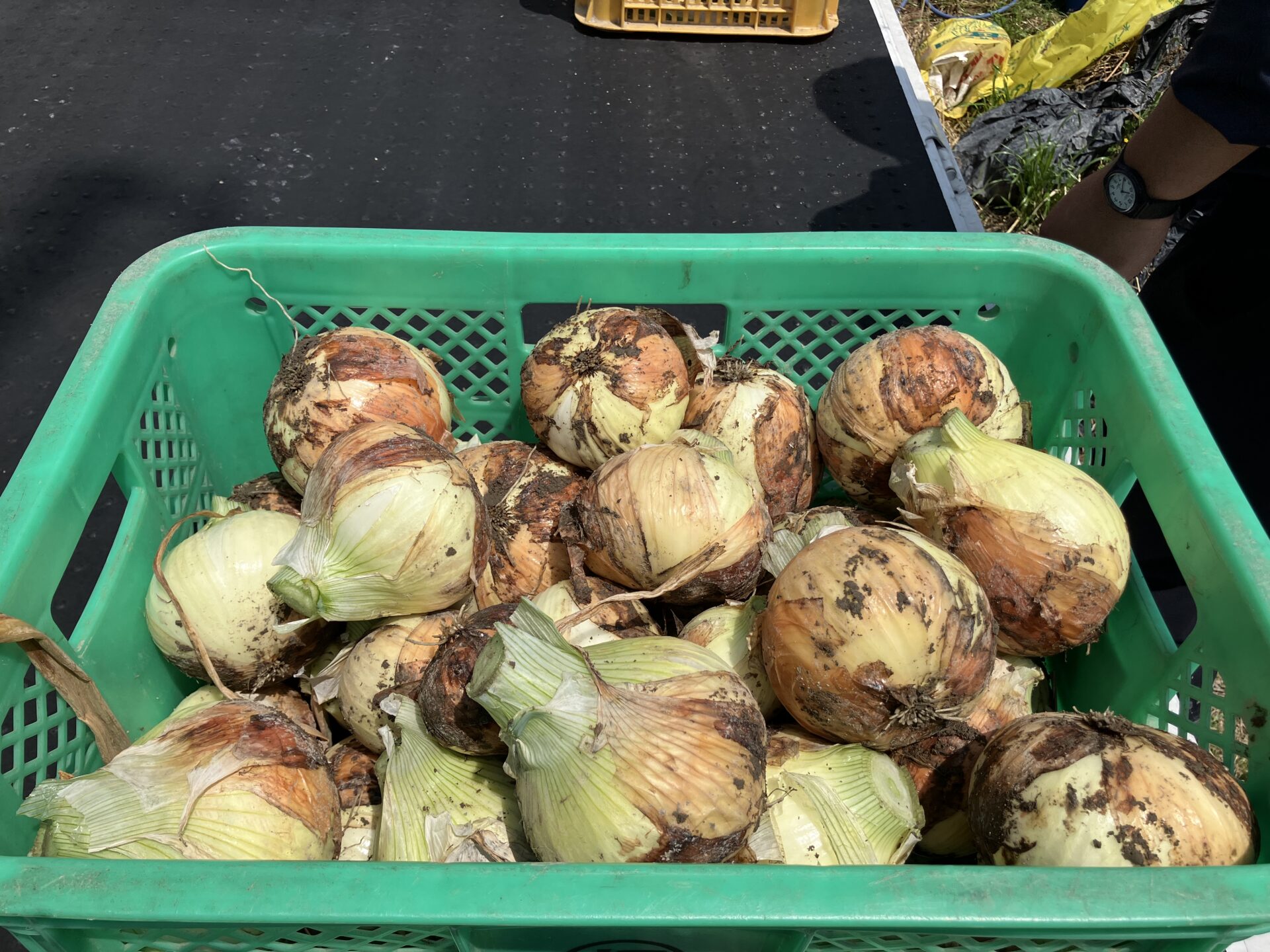 野菜の苗植え・玉ねぎの収穫