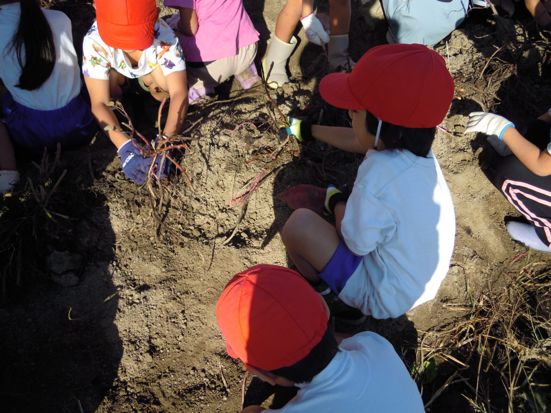 さつまいもほり