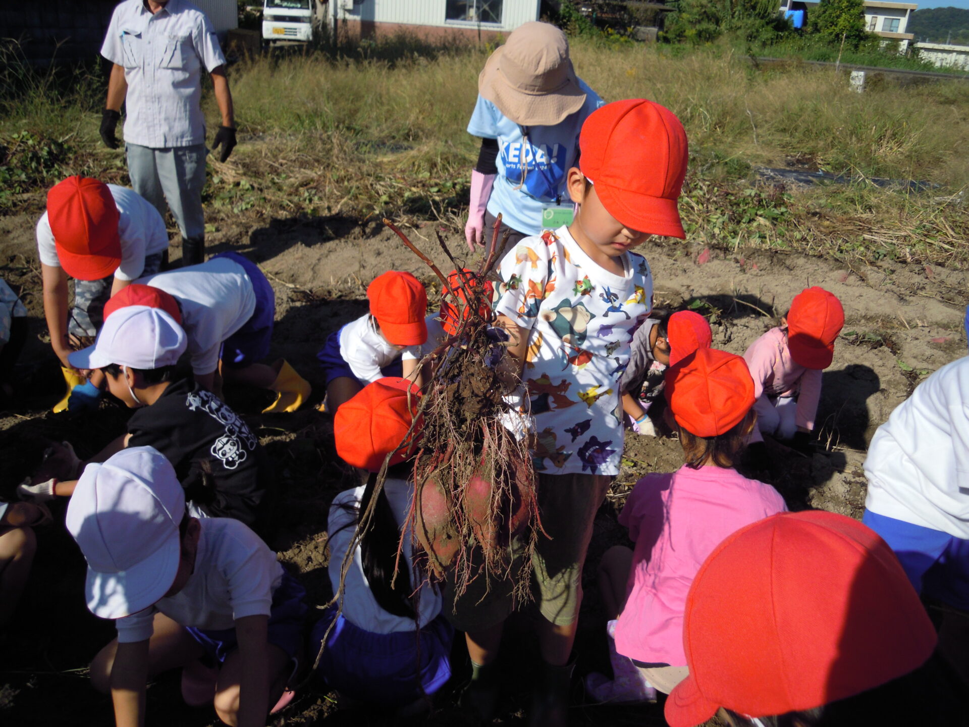 さつまいもほり