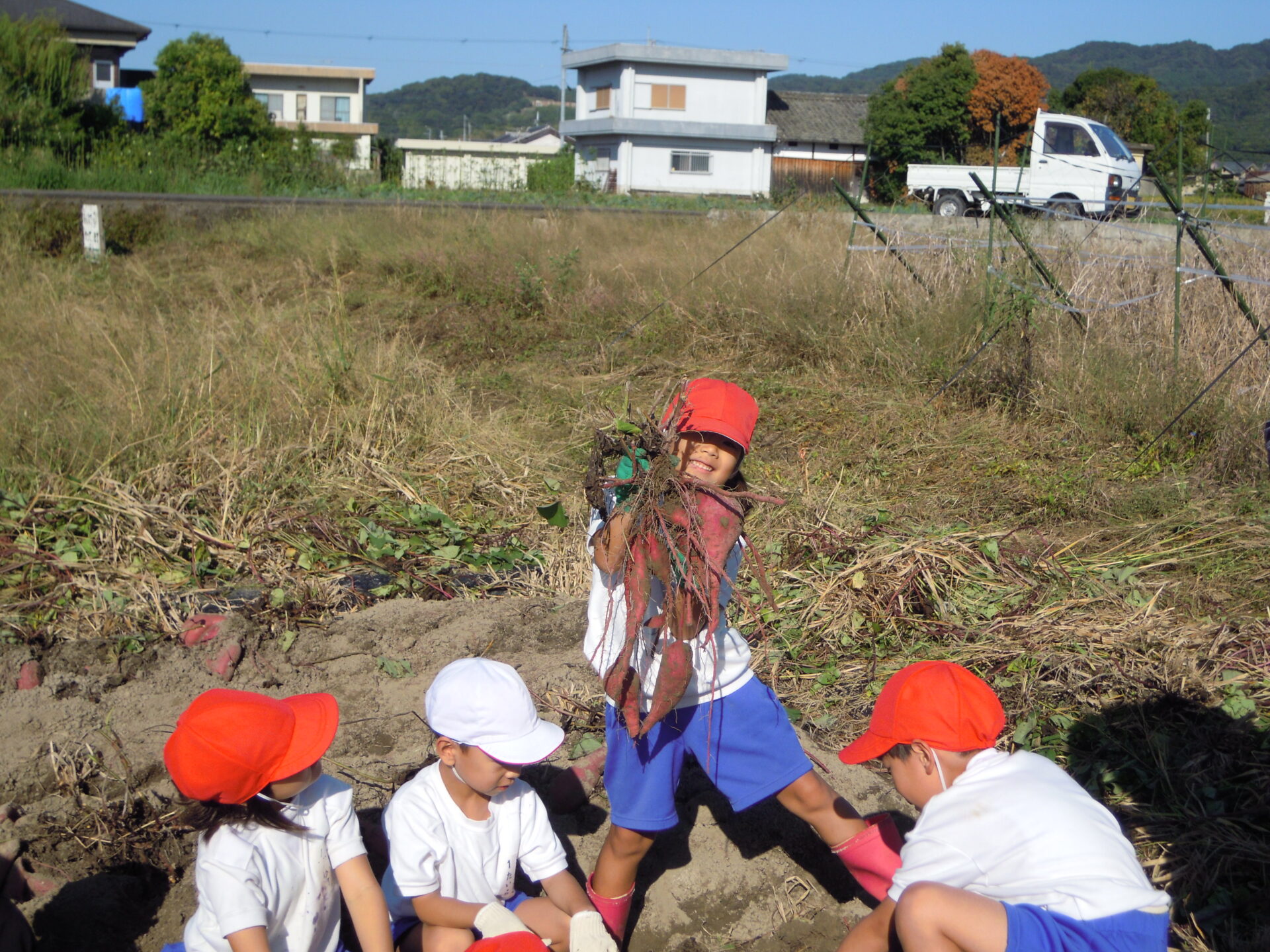 さつまいもほり