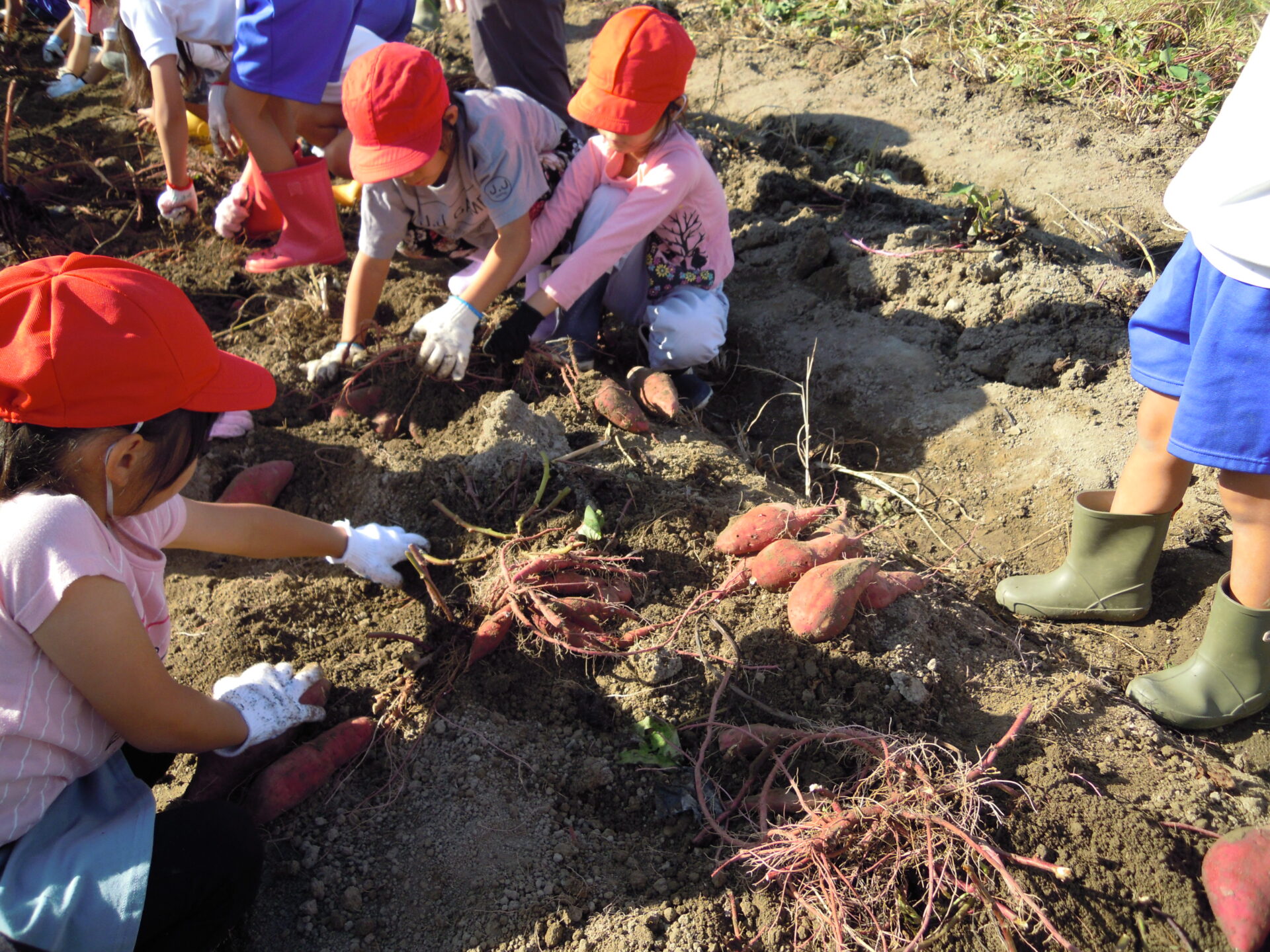 さつまいもほり
