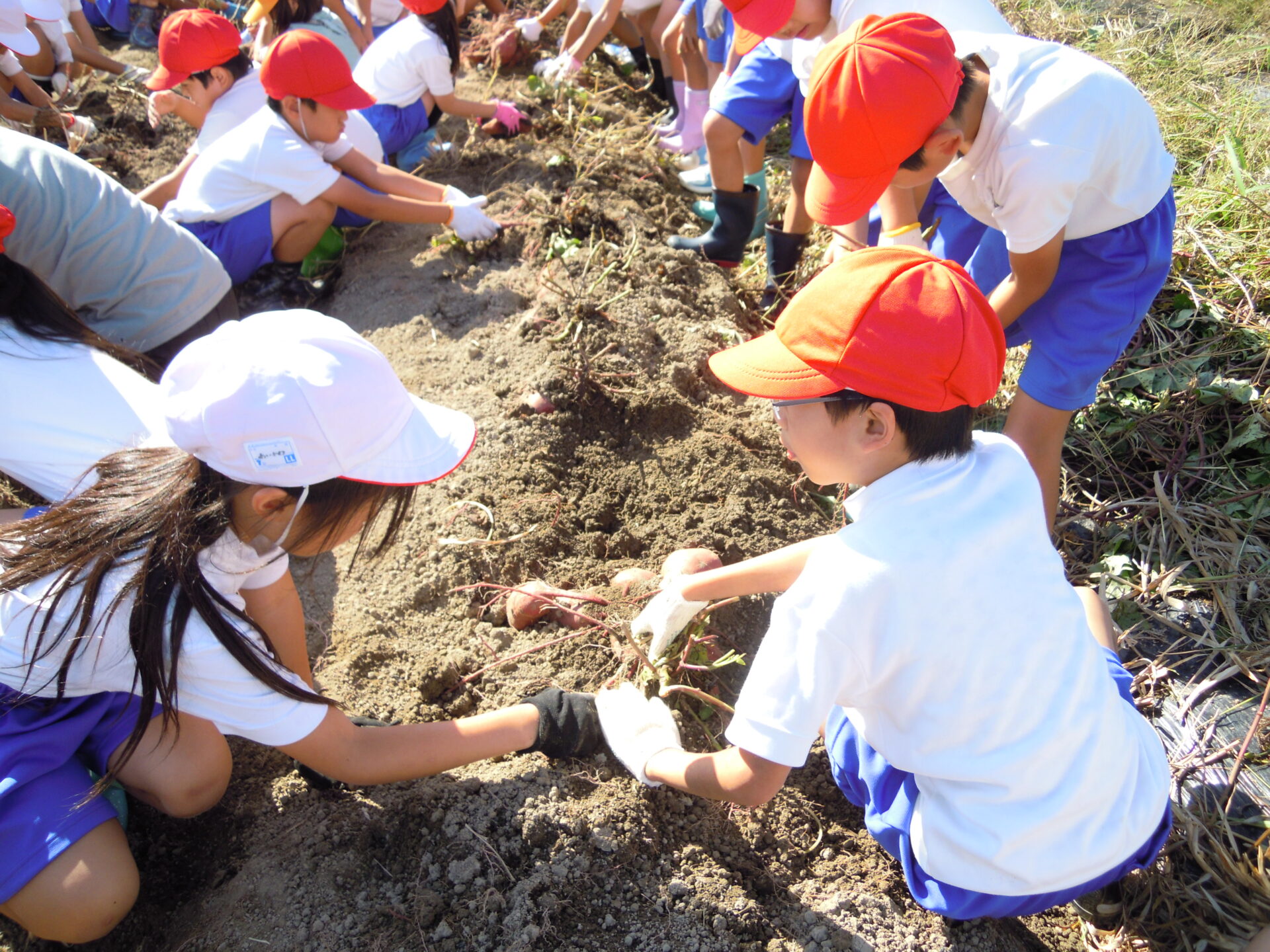 さつまいもほり