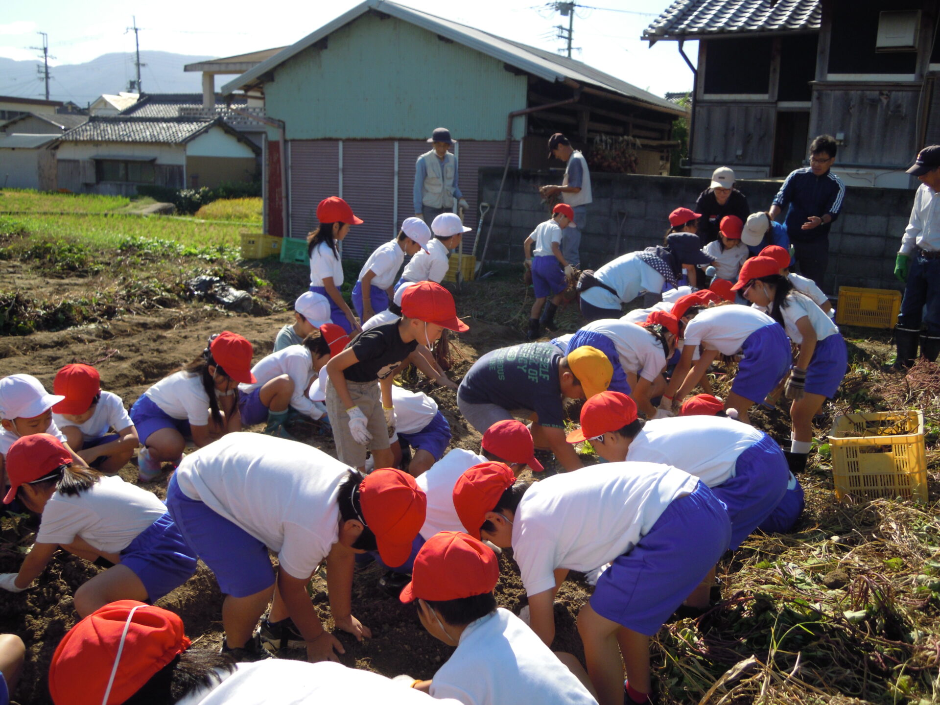 さつまいもほり