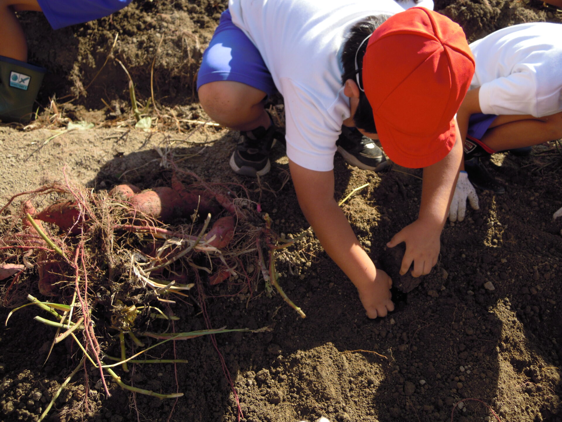 さつまいもほり