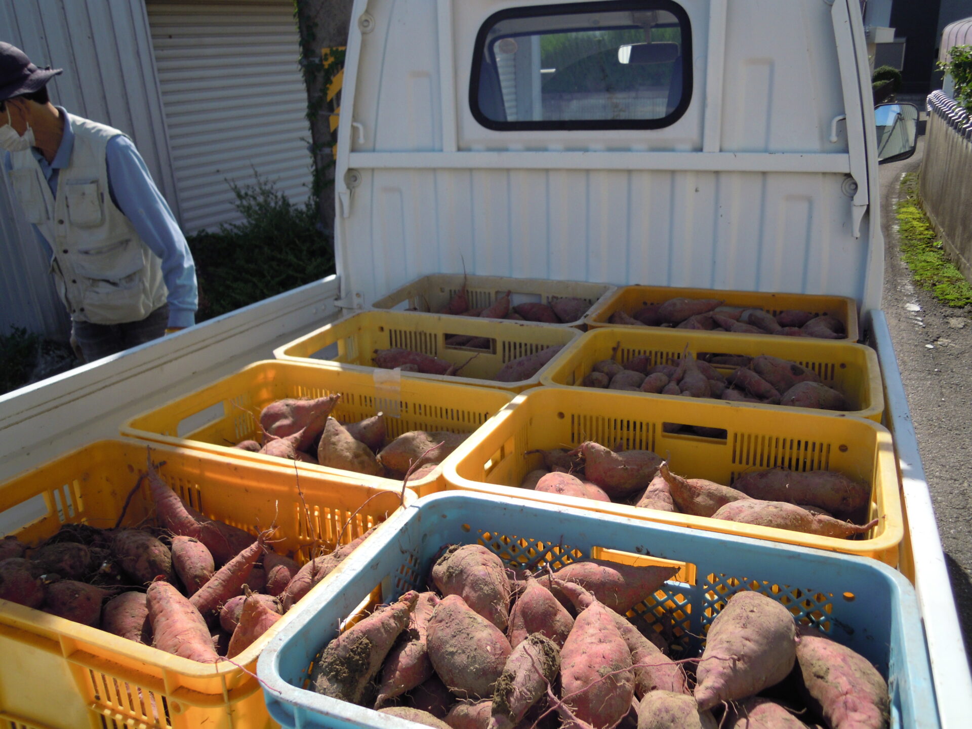 さつまいもほり