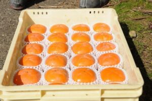 焼き芋・紀の川柿収穫体験