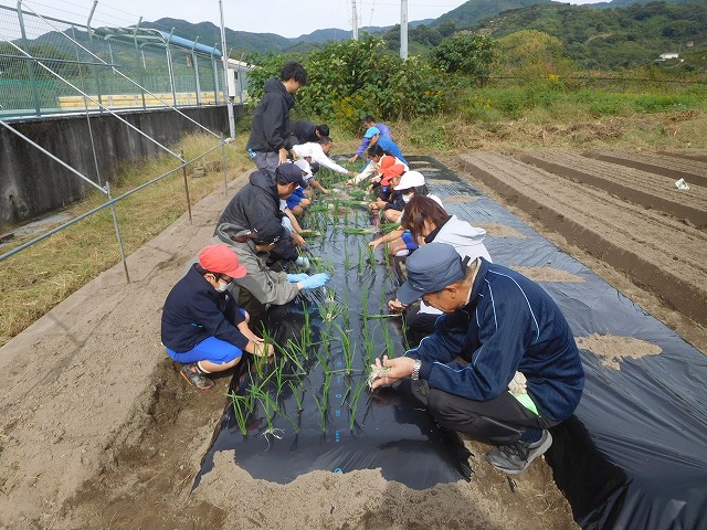 2024年10月31日　冬野菜植え付け（1･2年生）