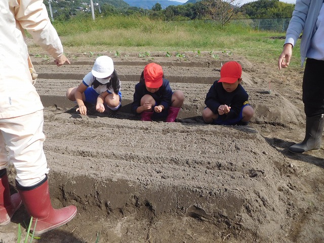 2024年10月31日　冬野菜植え付け（1･2年生）