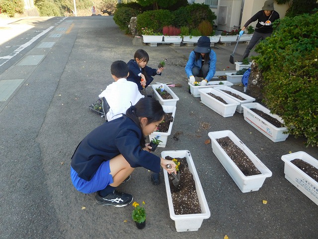 2024年11月14日　栽培委員会、花の苗植え付け