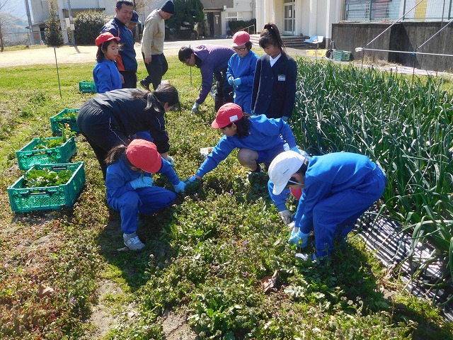 2025年3月10日　冬野菜収穫（1･2年生）