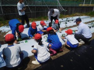 2025年4月30日　夏野菜の植え付け（2･3年生）