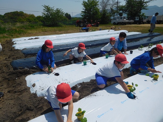 2025年4月30日 夏野菜の植え付け(2・3年生)