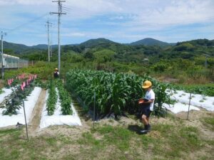 2025年6月6日　野菜の観察（2年生）