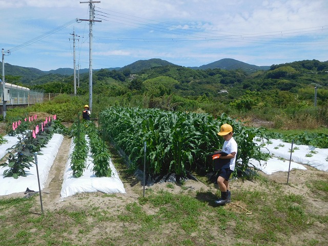 2025年6月6日　野菜の観察（2年生）