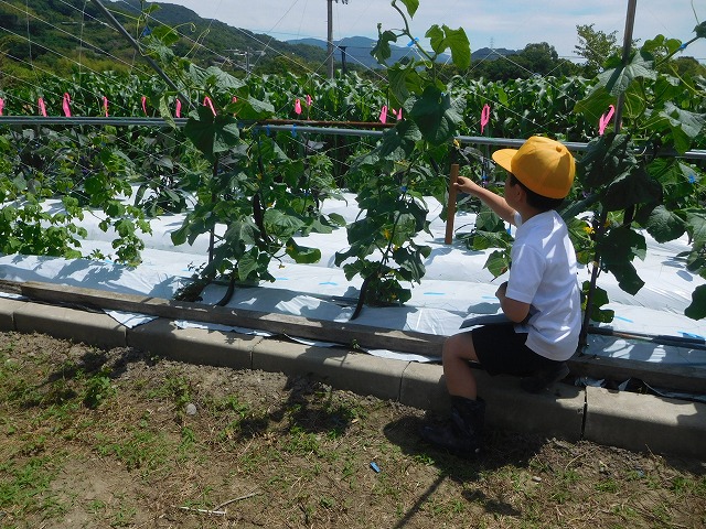 2025年6月6日　野菜の観察（2年生）