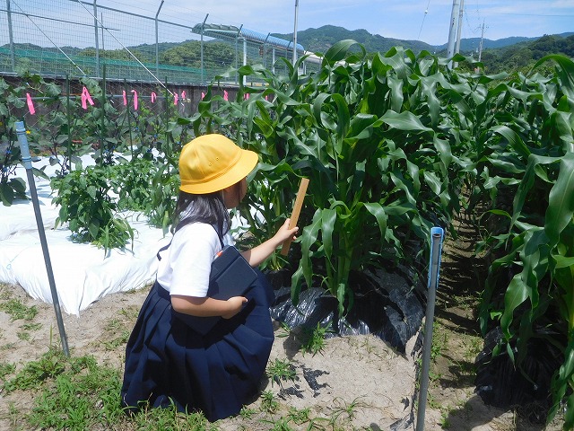2025年6月6日　野菜の観察（2年生）