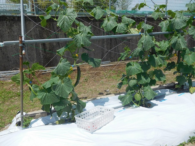 2025年6月6日　野菜の観察（2年生）