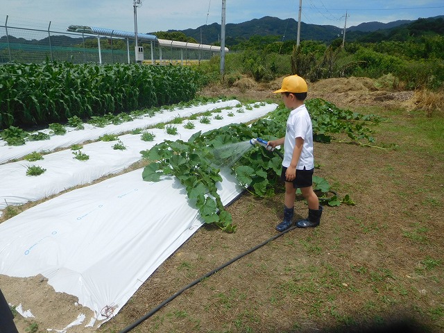 2025年6月6日　野菜の観察（2年生）