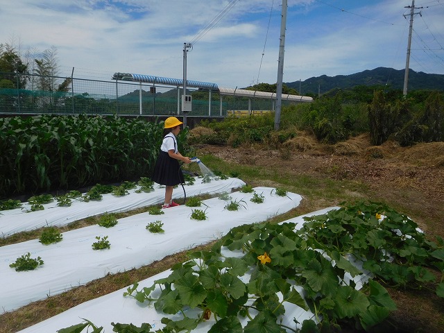 2025年6月6日　野菜の観察（2年生）